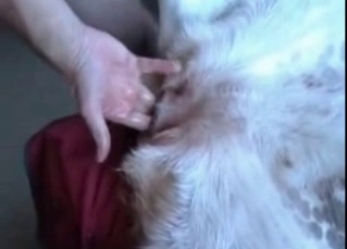 Dude sticks his hard prick in a tight dog ass