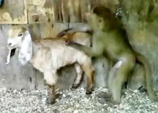 Animal Zoo Sex